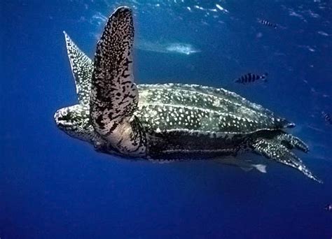 棱皮龜|【動物好朋友】棱皮龜(Leatherback sea turtle)